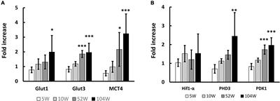 Increased RNA Transcription of Energy Source Transporters in Circulating White Blood Cells of Aged Mice